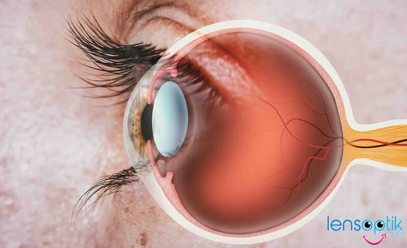 Göz Nasıl Çalışır?